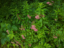 Load image into Gallery viewer, Nature's Blanket 1