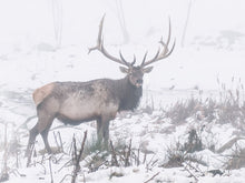 Load image into Gallery viewer, Sentinal