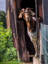 Load image into Gallery viewer, The Nanny