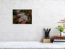 Load image into Gallery viewer, 5202045-1194987