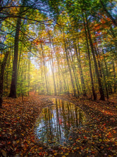 Load image into Gallery viewer, Morning Walk