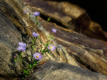 Load image into Gallery viewer, Wild Flowers