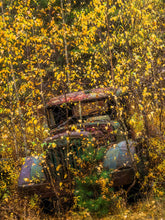 Load image into Gallery viewer, Flutter