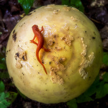 Load image into Gallery viewer, Walking OnThe Moon