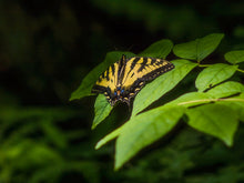 Load image into Gallery viewer, Swallowtail