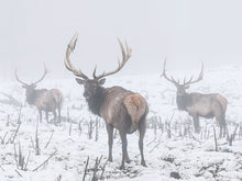 Load image into Gallery viewer, We Three Kings