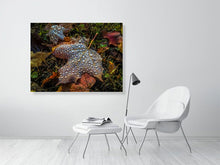 Load image into Gallery viewer, 5202045-1194990