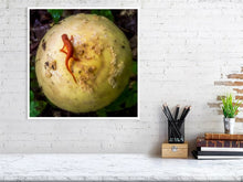 Load image into Gallery viewer, 5291607-1211354