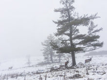 Load image into Gallery viewer, Elk Tree 1