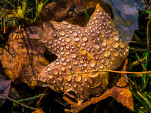 Load image into Gallery viewer, Golden Drops