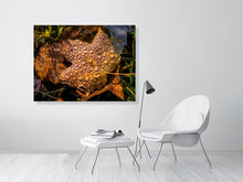 Load image into Gallery viewer, 5202080-1194994