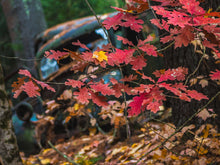 Load image into Gallery viewer, Red Reign