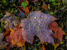 Load image into Gallery viewer, Purple Rain