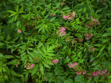 Load image into Gallery viewer, Nature's Blanket 2