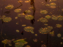 Load image into Gallery viewer, Golden Pads