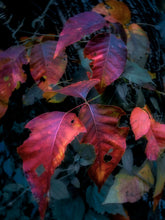 Load image into Gallery viewer, Queen Crimson