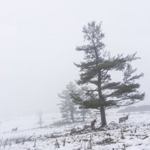 Load image into Gallery viewer, Elk Tree 2