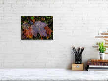 Load image into Gallery viewer, 5201979-1194983