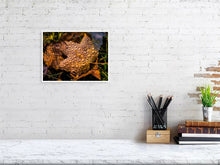 Load image into Gallery viewer, 5202080-1194991