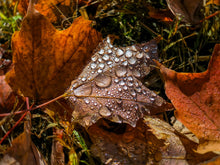 Load image into Gallery viewer, Water World