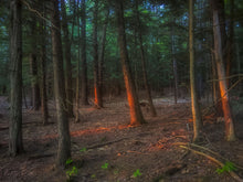 Load image into Gallery viewer, Forest Glow