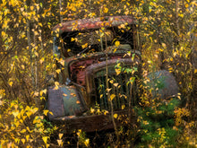 Load image into Gallery viewer, Yellow Fever