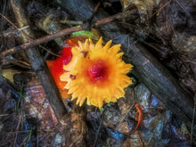 Load image into Gallery viewer, Here Comes The Sun 1