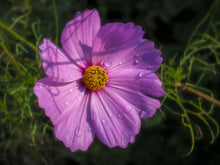 Load image into Gallery viewer, The Cosmos