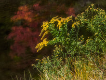 Load image into Gallery viewer, Golden Reach