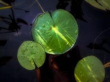 Load image into Gallery viewer, Another Green World