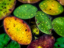 Load image into Gallery viewer, Bedazzled