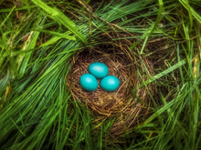 Load image into Gallery viewer, Cerulean Surprise