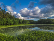 Load image into Gallery viewer, Marsh Mellow