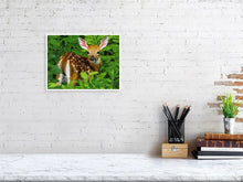 Load image into Gallery viewer, 5201680-1186648