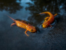 Load image into Gallery viewer, Reach The Beach