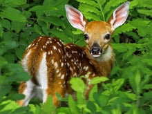 Load image into Gallery viewer, Fawn