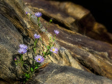 Load image into Gallery viewer, Wild Flowers
