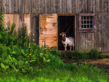 Load image into Gallery viewer, The Chairman of the Barn Board
